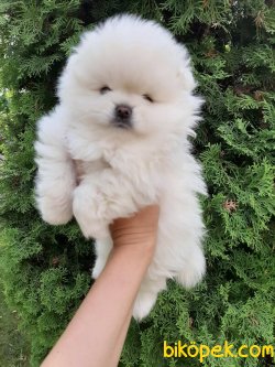 Fci Secereli Teddy Bear Pomeranian Orjinal 1