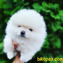 Fci Secereli Teddy Bear Pomeranian Orjinal 3