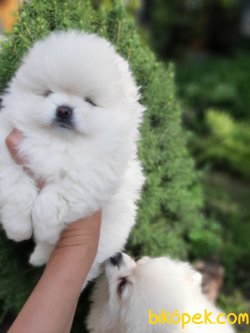 Fci Secereli Teddy Bear Pomeranian Orjinal 2