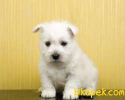 Fci Şecereli West Higland White Terrier 2