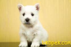 Fci Şecereli West Higland White Terrier 4