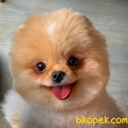 Fcı Secereli Yetişkin Pomeranian 1