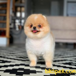 Fcı Secereli Yetişkin Pomeranian 5