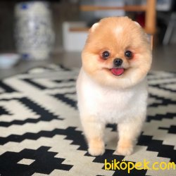 Fcı Secereli Yetişkin Pomeranian 3