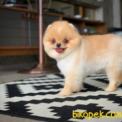 Fcı Secereli Yetişkin Pomeranian 4