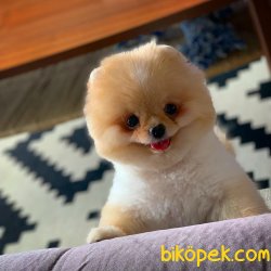 Fcı Secereli Yetişkin Pomeranian 2