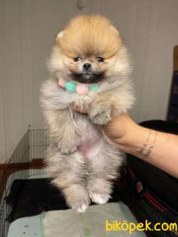 FCİ SECERELİTeddy Ber Pomeranian Boo Irk Belgeli Garantili 3