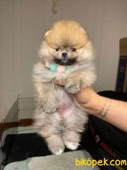 FCİ SECERELİTeddy Ber Pomeranian Boo Irk Belgeli Garantili 1