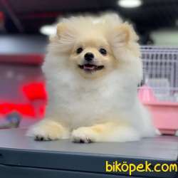 FCI Sertifikalı, Microchipli Erkek Pomeranian BOO Yavrum 2