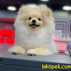 FCI Sertifikalı, Microchipli Erkek Pomeranian BOO Yavrum 5
