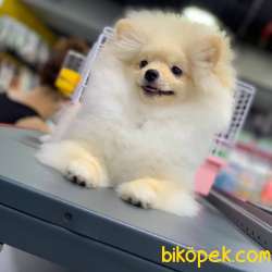 FCI Sertifikalı, Microchipli Erkek Pomeranian BOO Yavrum 4
