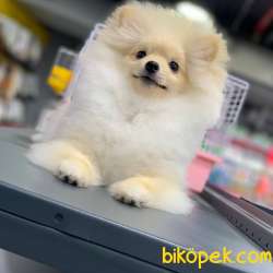 FCI Sertifikalı, Microchipli Erkek Pomeranian BOO Yavrum 3