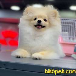 FCI Sertifikalı, Microchipli Erkek Pomeranian BOO Yavrum 1
