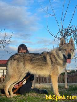 Fci Ve Kıf Secereli Şampiyon Çekoslovak Wolf Dog Yavrular 3