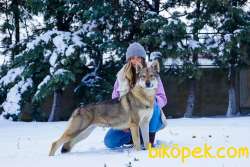 Fci Ve Kıf Secereli Şampiyon Çekoslovak Wolf Dog Yavrular 2
