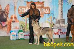 Fci Ve Kıf Secereli Şampiyon Çekoslovak Wolf Dog Yavrular 5