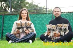 Fci Ve Kıf Secereli Şampiyon Çekoslovak Wolf Dog Yavrular 1