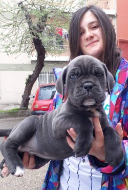 Irk Garantili Cane Corso Yavruları 3