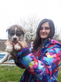 Japon Akita İ̇nu Yavrularımız Hachiko 4