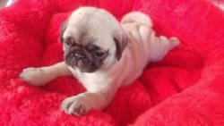 PUG MOPS YAVRUSU 1