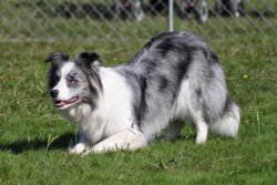 BORDER COLLIE YAVRULARIMIZ 1