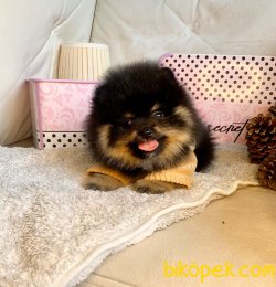 TEDDY FACE BLACK TAN POMERANİAN BOO 4