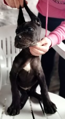 DEV Danua Yavrularımız Irk Garantili 4