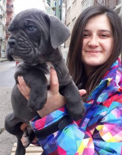 Irk Garantili Cane Corso Yavruları 2