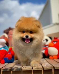 Orjinal Renk Safkan Boo Pomeranian Teddybear 1