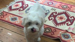 Malta Terrier 3