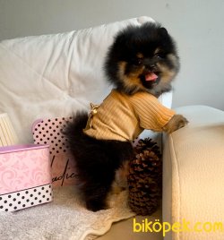 TEDDY FACE BLACK TAN POMERANİAN BOO 1