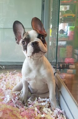 French Bulldog 2