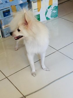 Pomerani̇an 2
