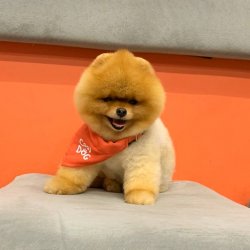 Teddy Face Pomeranian Boo Yavrularımız 3