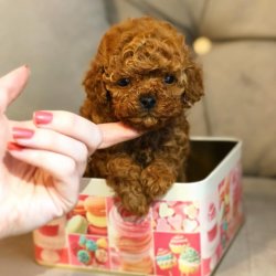 Anne Altından TOY POODLE 1