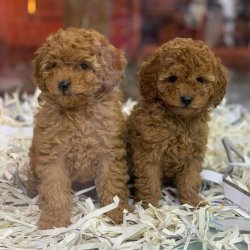 RED TOY POODLE BEBEKLER 2
