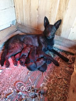 Satılık Belçika Kurdu Yavruları (Malinois ) 1