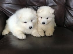 PAMUK GİBİ SAMOYED YAVRULARI 2