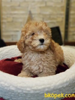 Toy Poodle 2 Aylık Sağlık Ve Irk Garantili 5