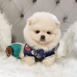 Tedy Bear Boo Pomeranian Yavrular 3