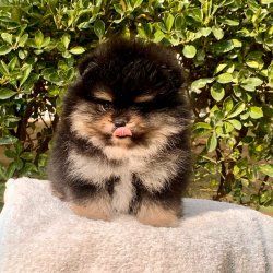 Orjinal Pomeranian Boo Yavrularımız 4