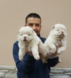 Chow Chow Çin Aslanları Burda 3