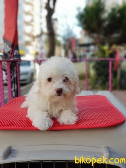 60 Günlük Kar Beyaz Terrier 1