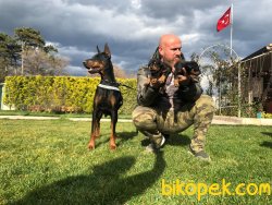 King Doberman Alan Koruma Bodiguard Köpeği Yavrularım 3