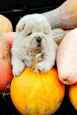Satılık Chow Chow Karbeyaz Yavrular 2