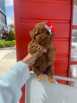 Toy Poodle Red Apricot Yavrularımız 4