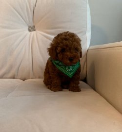 Red Brown Toy Poodle Yavrular 2