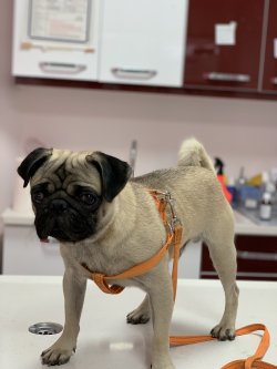 Pug Mops 3