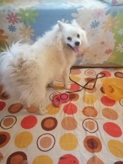 Pomeranian 1