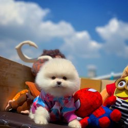 Safkan Büyümeyen Cins Beyaz Pomeranian Boo Yavrularımız İ̇çin İ̇letişime Geçin 2